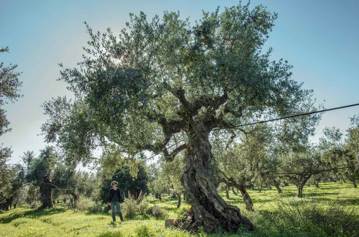 Cristina Stribacu | LIA Extra Virgin Olive Oil | Tasting | Evoo | Messinia | Olive Grove | Visit